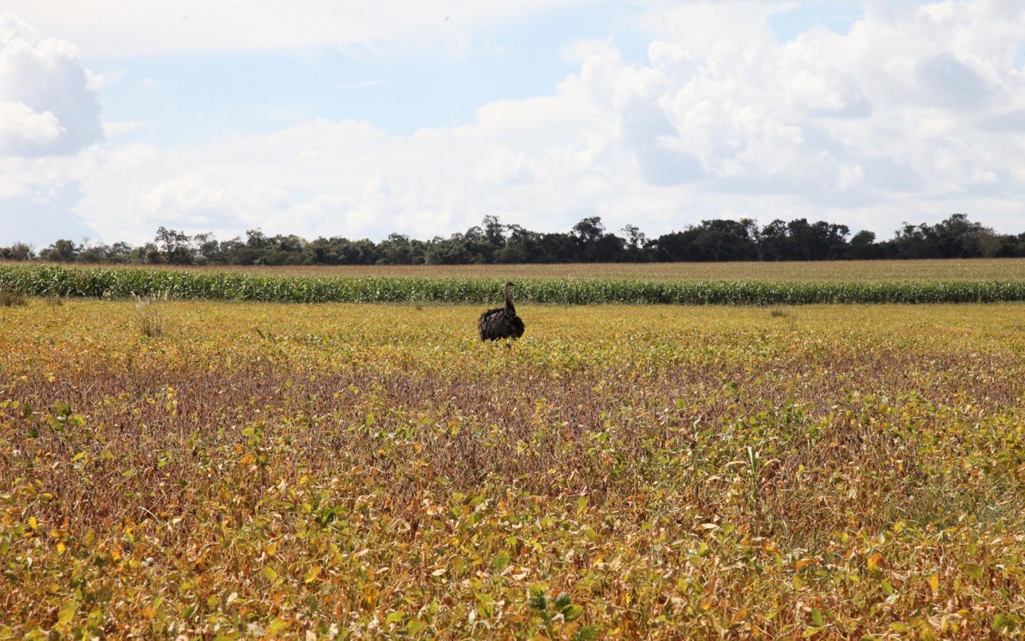 Culture extensive de soja dans le Mato Grosso 