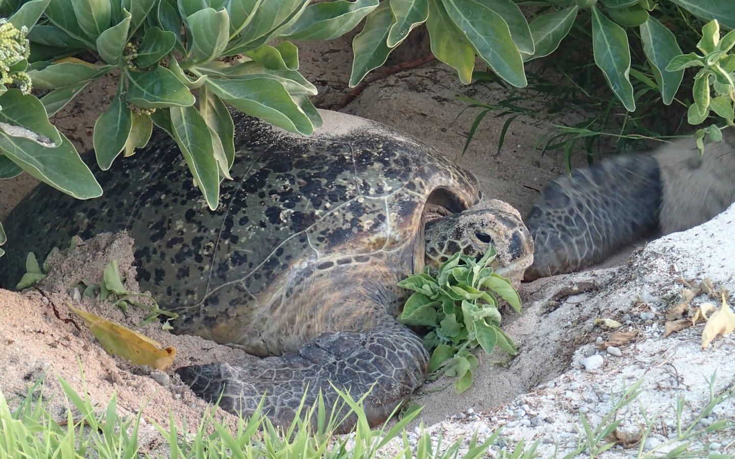 Tortue verte (Chelonia mydas) sur l'archipel des Chesterfield