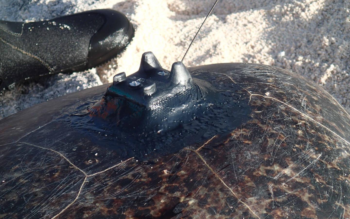 Balise Argos sur la carapace d'une tortue verte aux Chesterfield