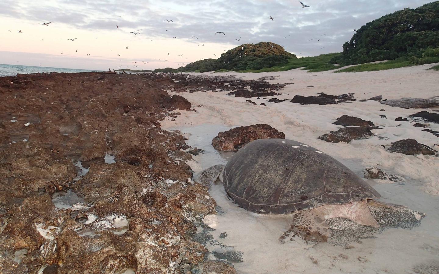 Tortue verte sur la plage