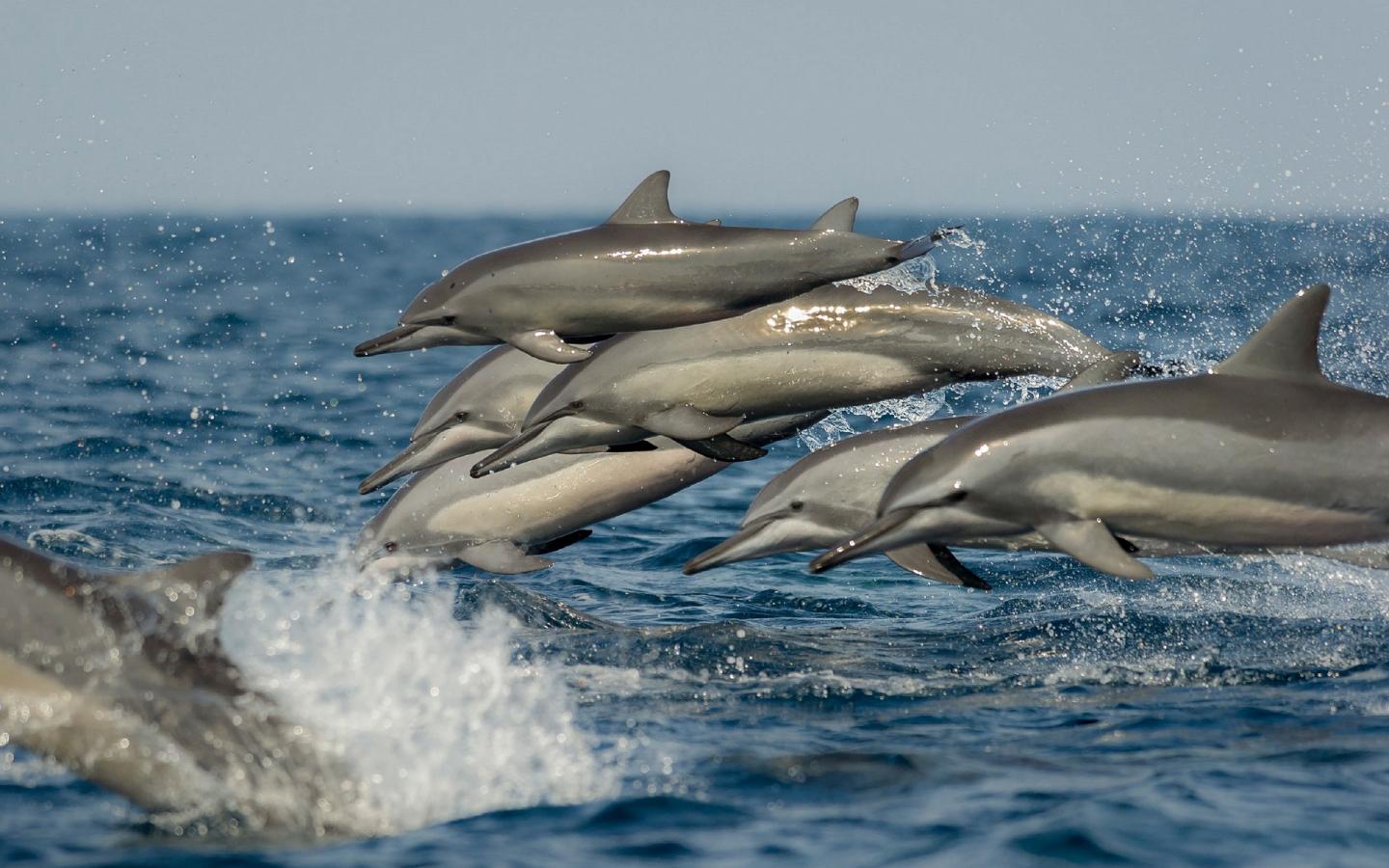 Le dauphin à nez long ( Stenella longirostris ) espèces recensée grâce à l'application MObI