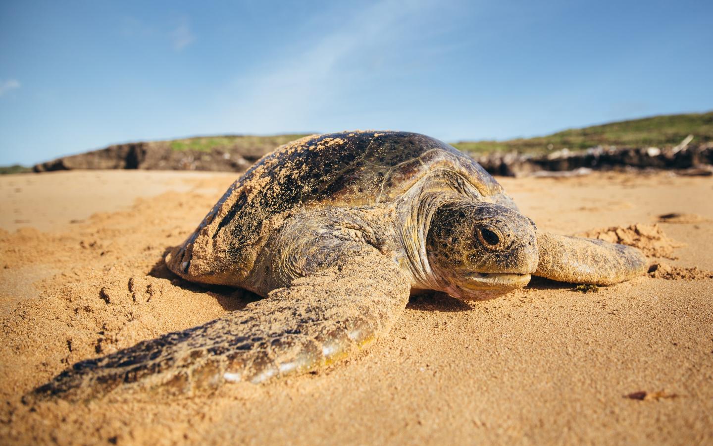 Tortue verte (Chelonia mydas)