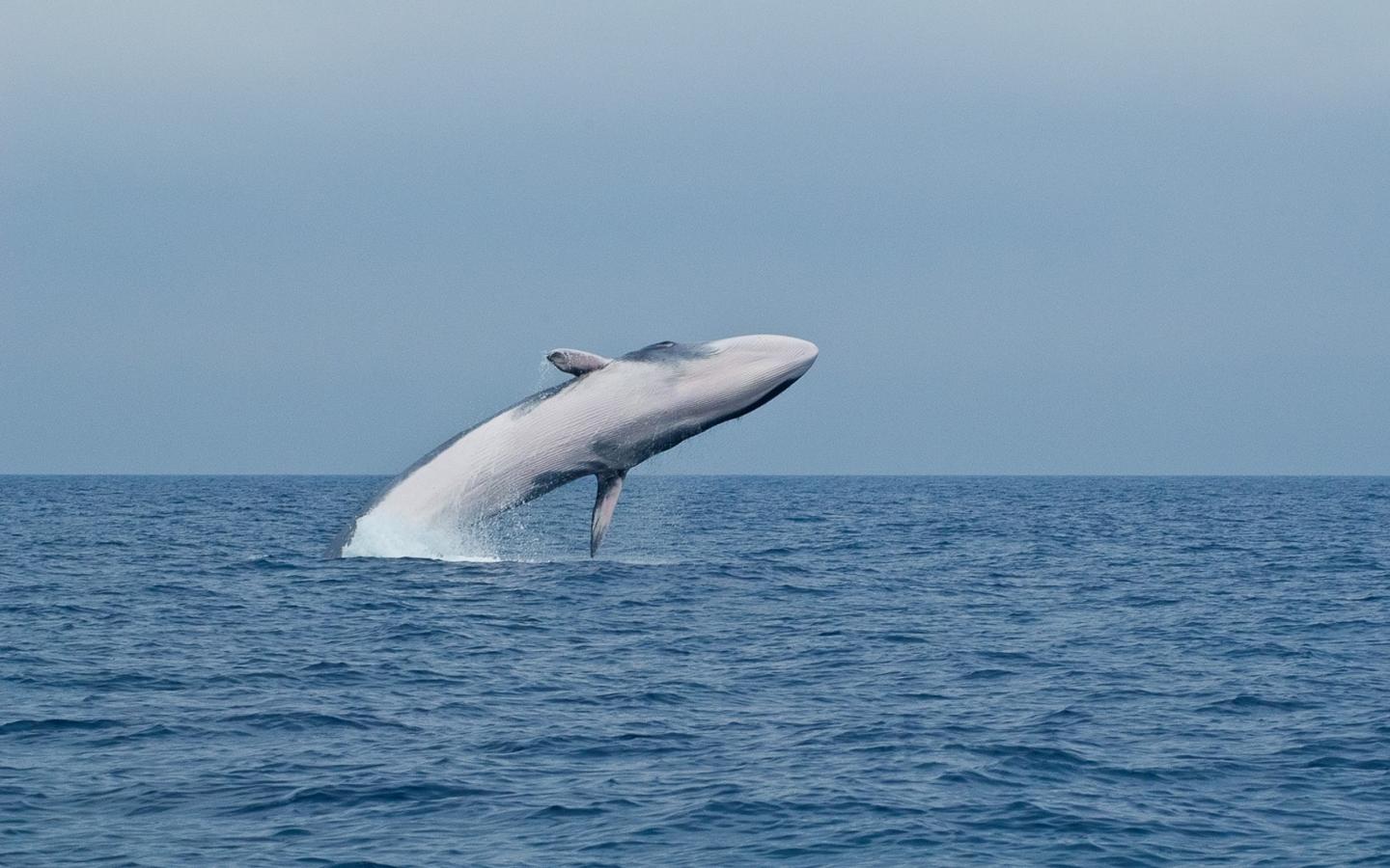 Baleine dans le sanctuaire Pelagos