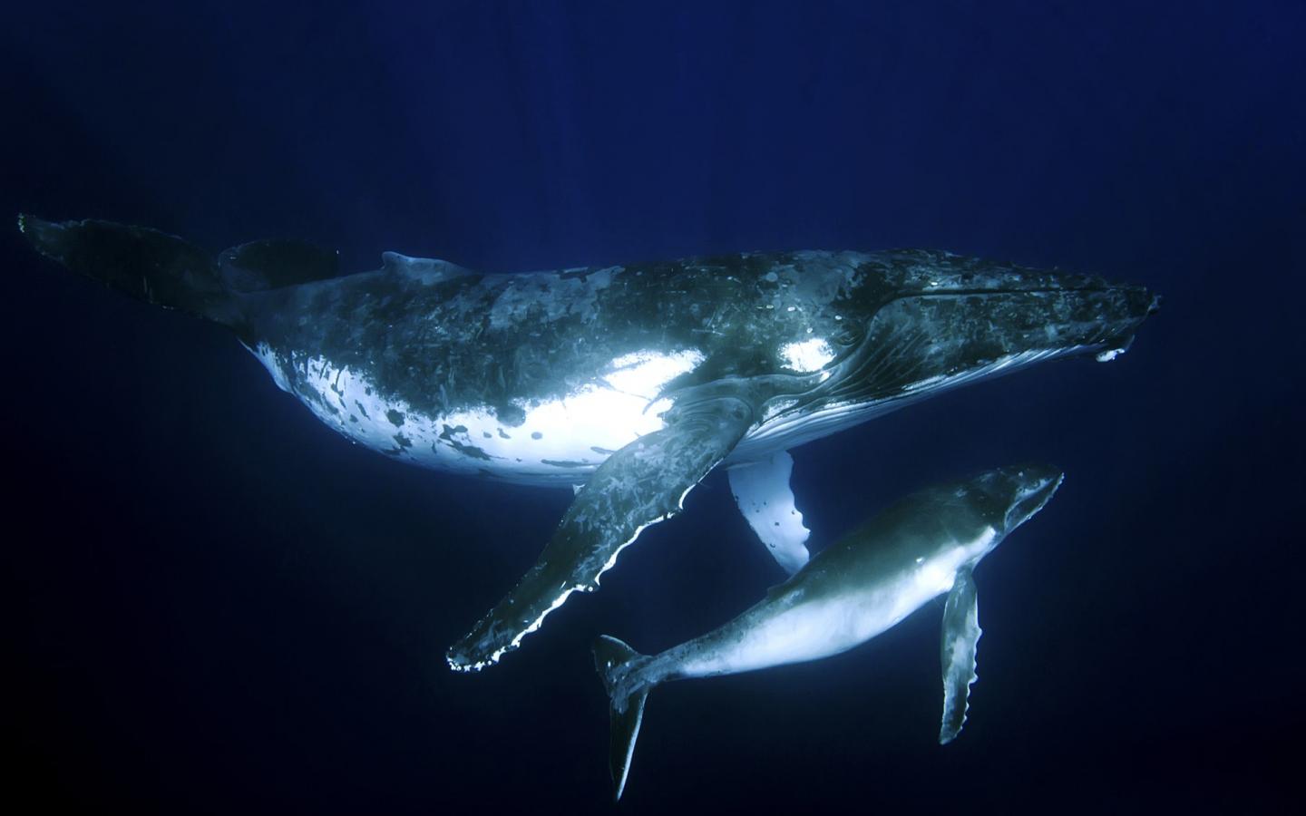 Baleine à bosse (Megaptera novaeangliae) et son petit