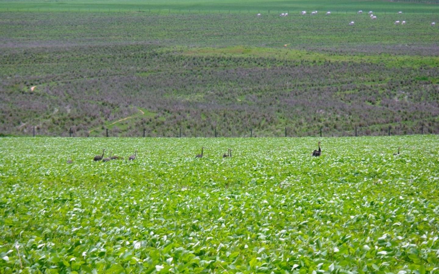Champs de soja au Mato Grosso (Brésil)