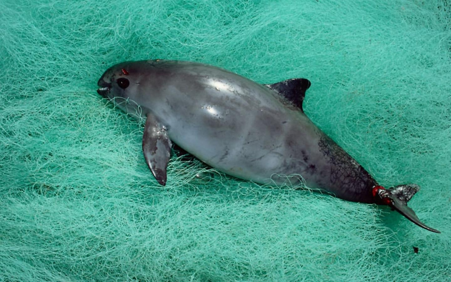Marsouin de Californie, vaquita, pris dans des filets de pêche au Mexique