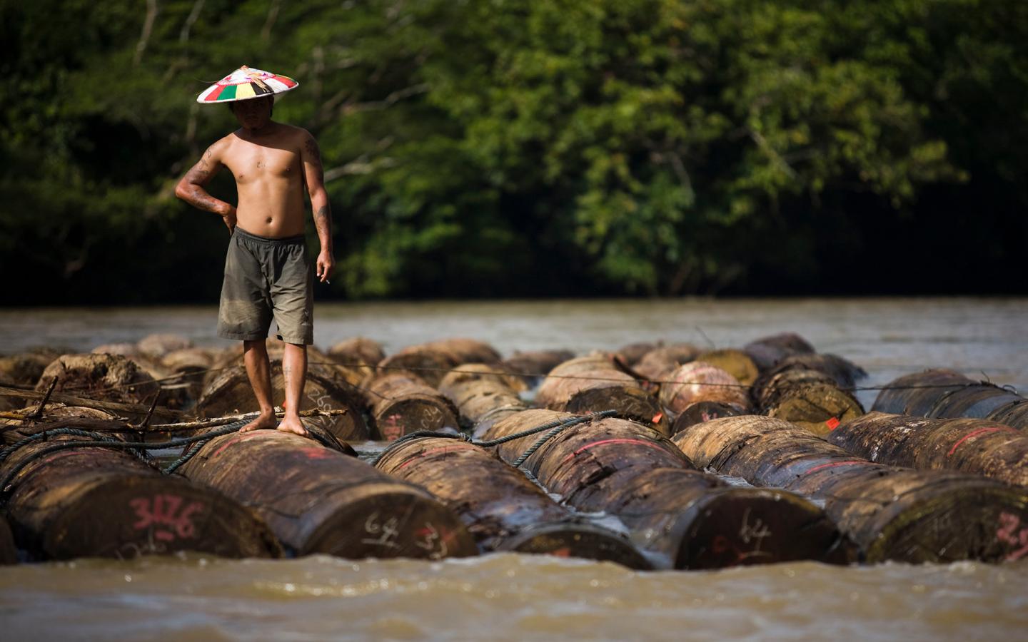 Les grumes sont transportées le long de la rivière Mahakam, Kalimantan Est (Bornéo). L'exploitation forestière illégale est un problème majeur à Kutai Barat
