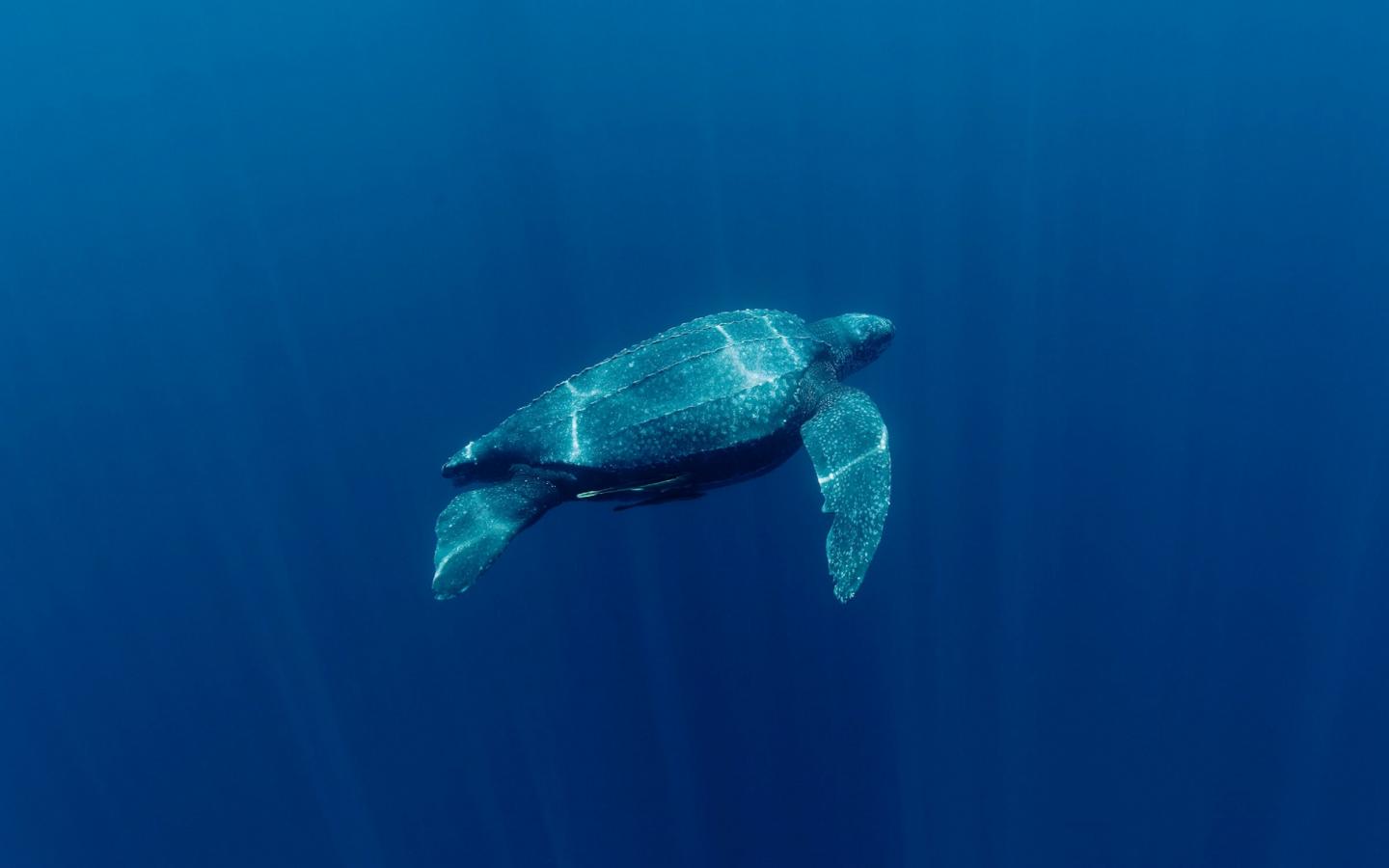 Tortue luth (Dermochelys coriacea) (Indonésie)