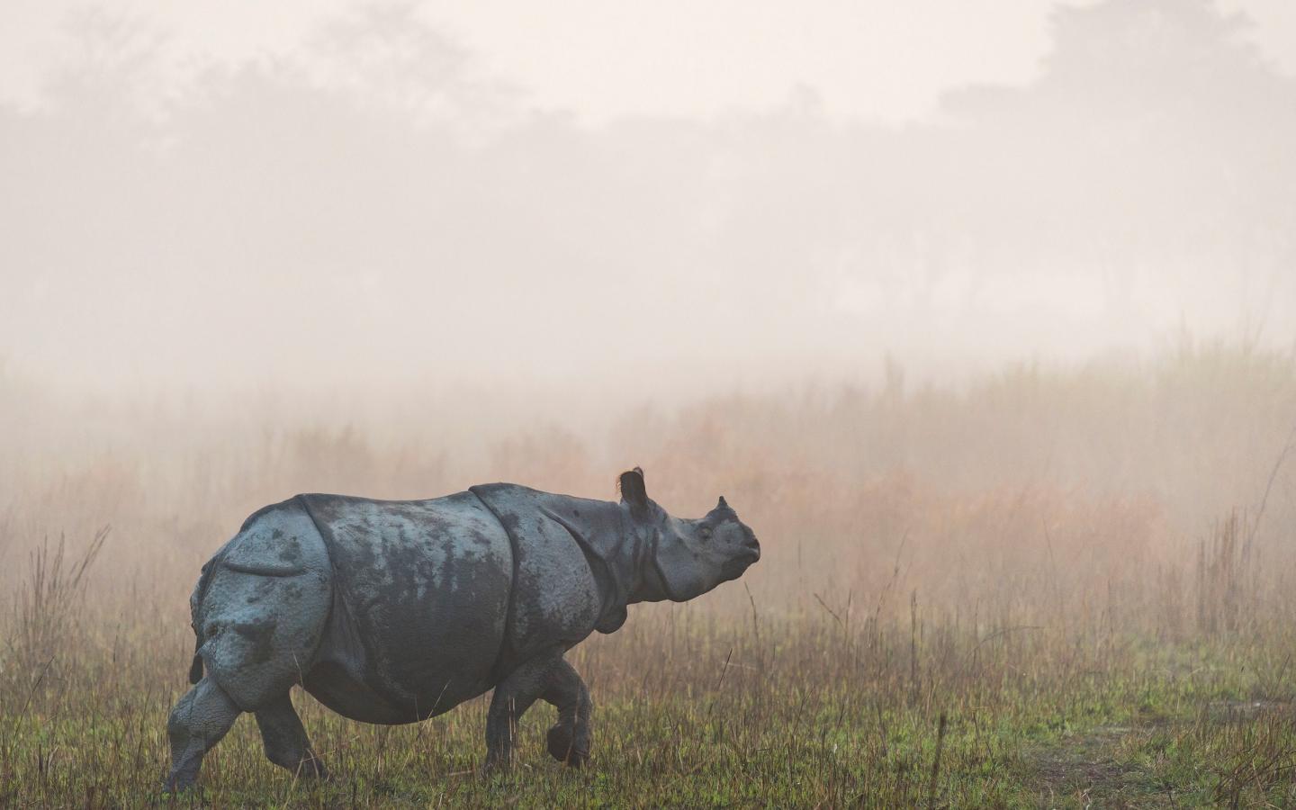 Un rhinocéros marche dans le parc national Kaziranga en Inde au petit matin