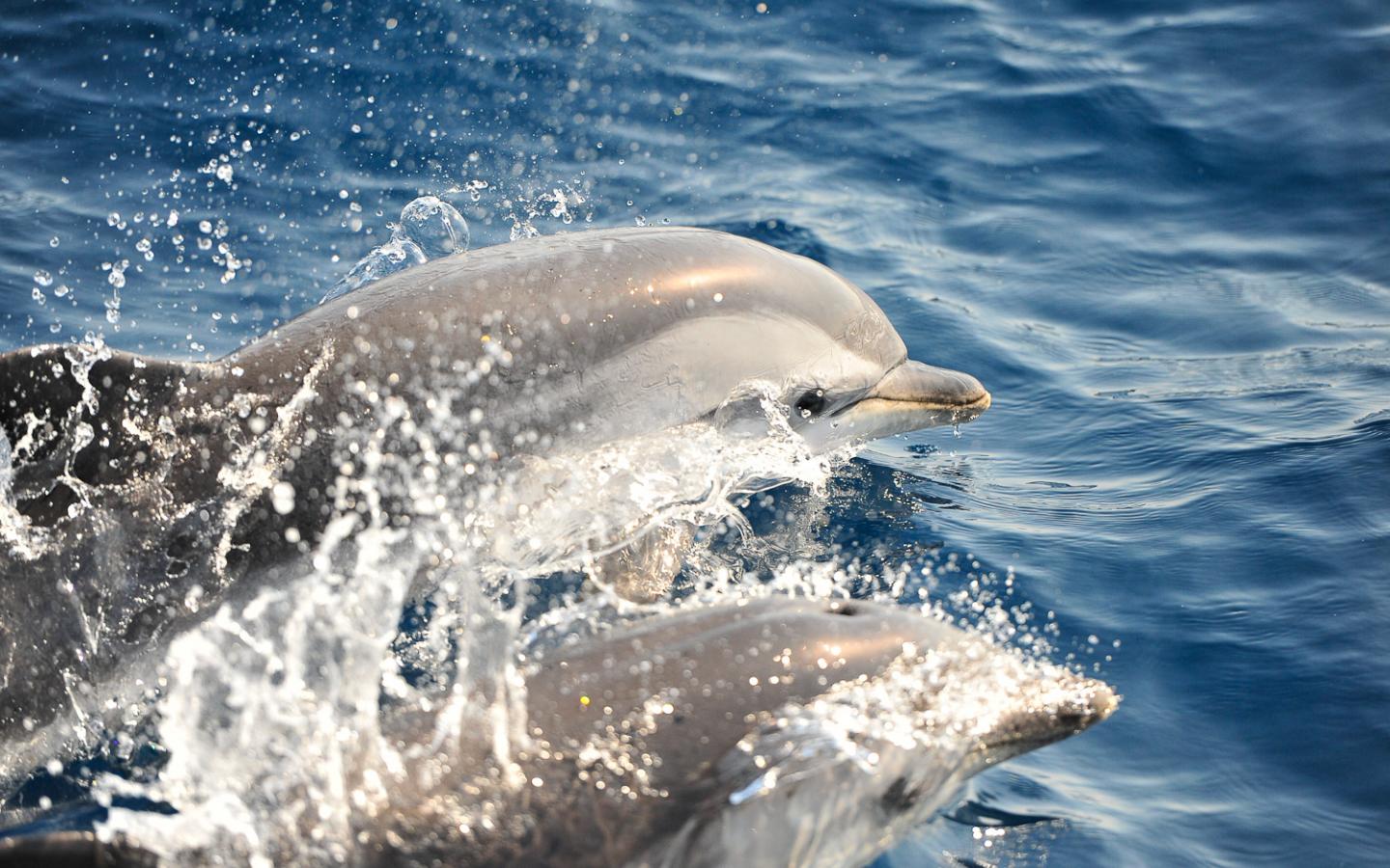 Dauphin dans le sanctuaire Pelagos