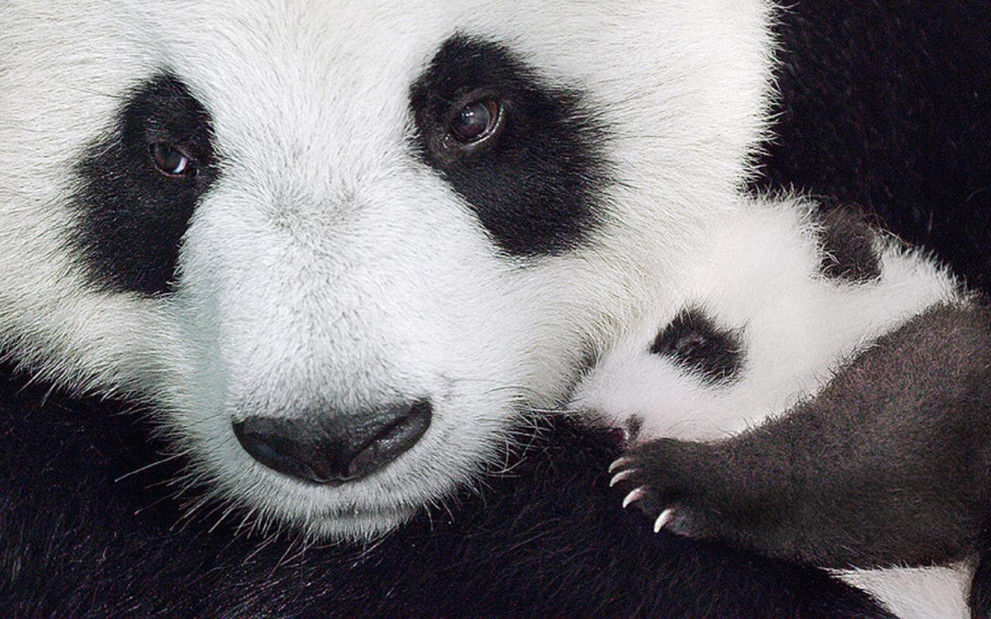 Panda et son enfant