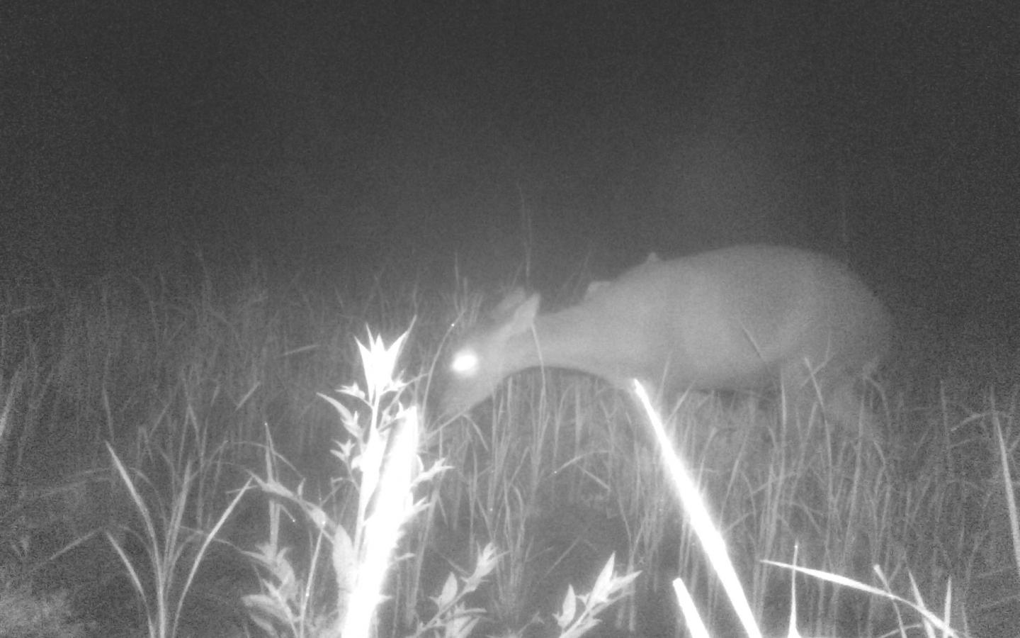 Camera trap cerf-cochon grand Mékong (2017)