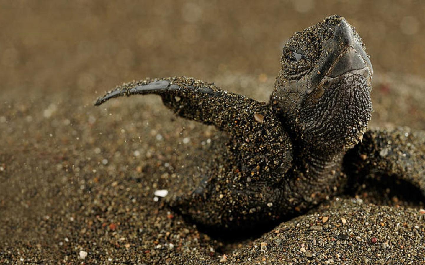 Naissance d'une jeune tortue