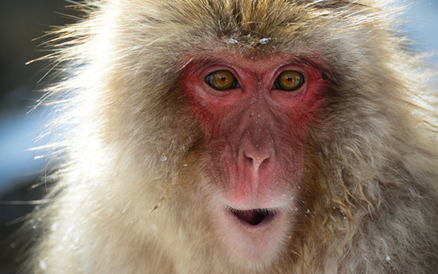 Macaque japonais (Macaca fuscata)