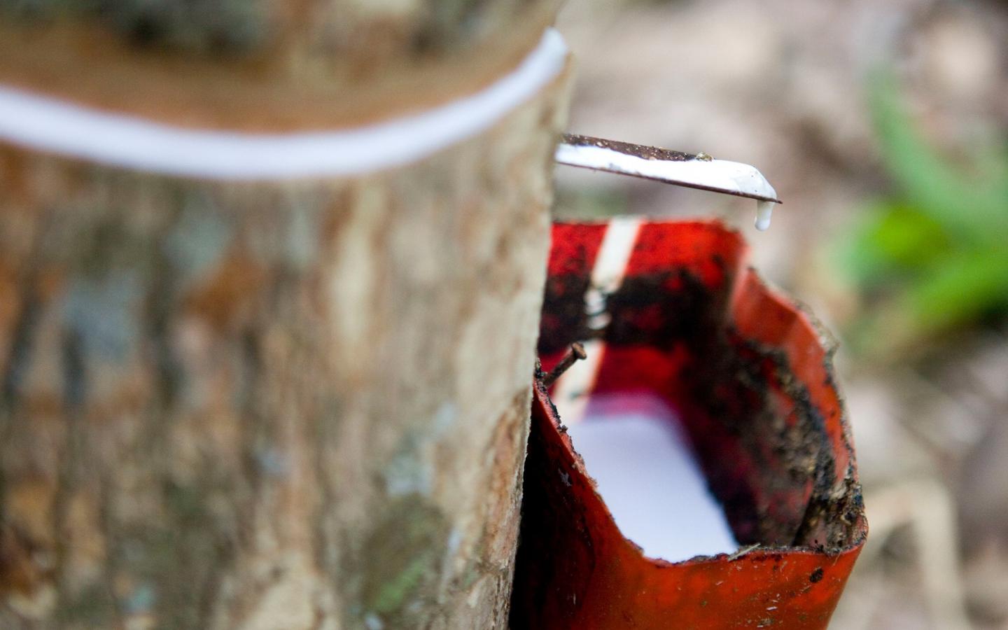 Latex recueilli d'un hévéa (Hevea brasiliensis), Indonésie