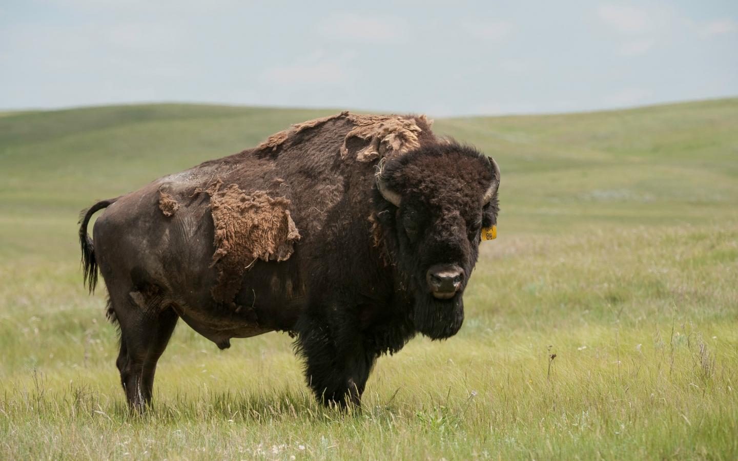 Bison d'Amérique (Bison bison) dans les plaines du Turtle Mount Buffalo Ranch, Réserve indienne de Fort Peck, Montana, États-Unis