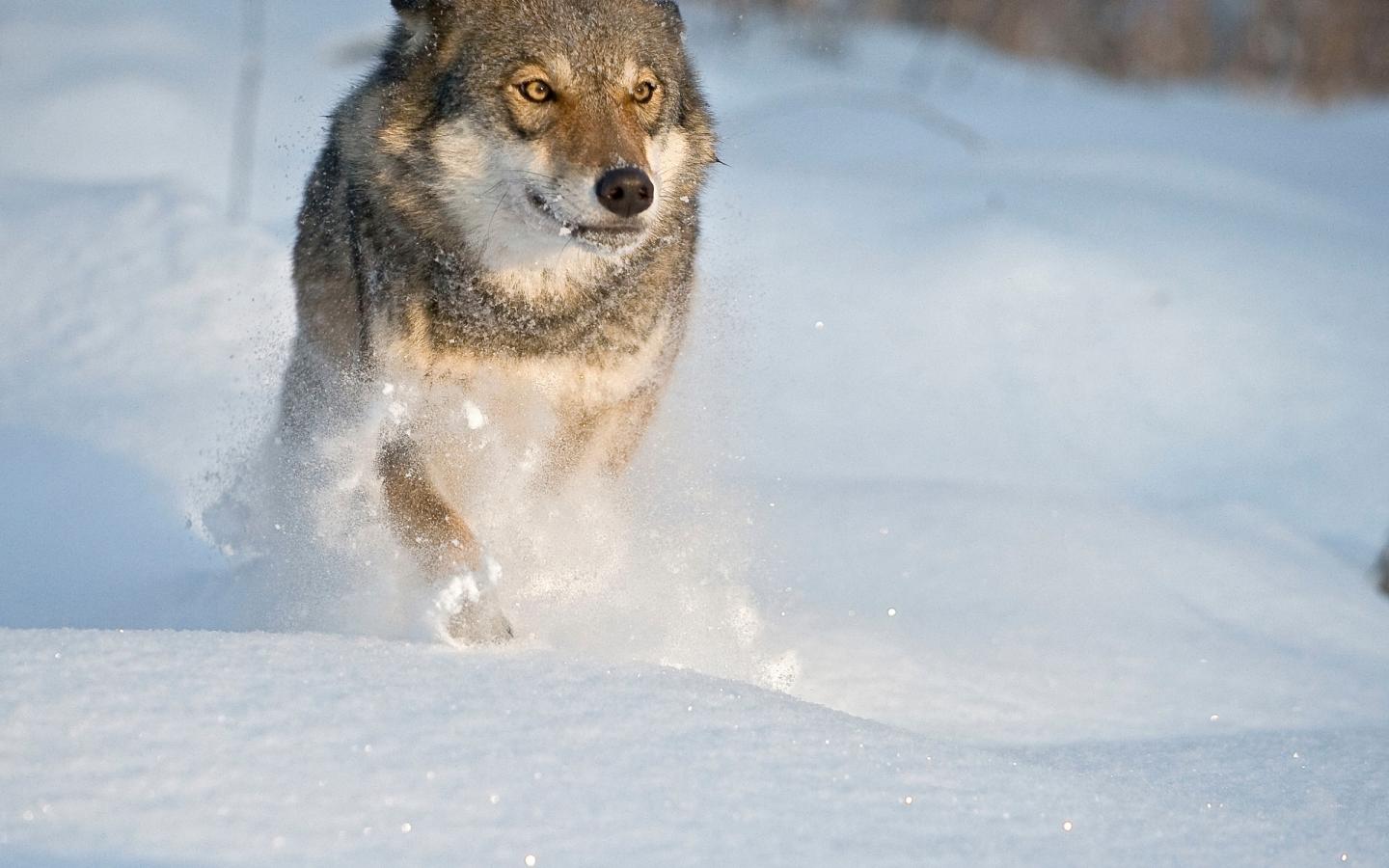 Loup (Canis lupus) en train de courir dans la neige (Russie)