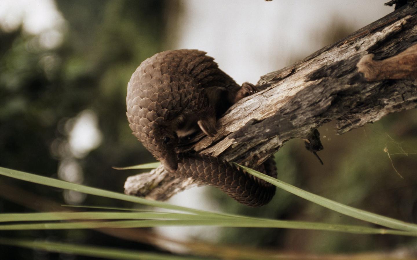 Pangolin (Manis tricuspis) sur une branche d'arbre, République Démocratique du Congo
