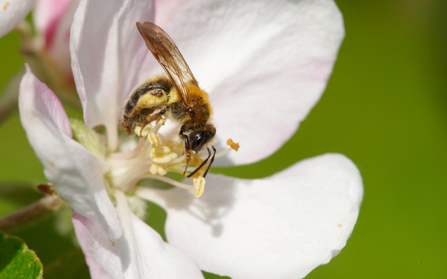 Femelle abeille (Andrena helvola), butinant une fleur de pommier.