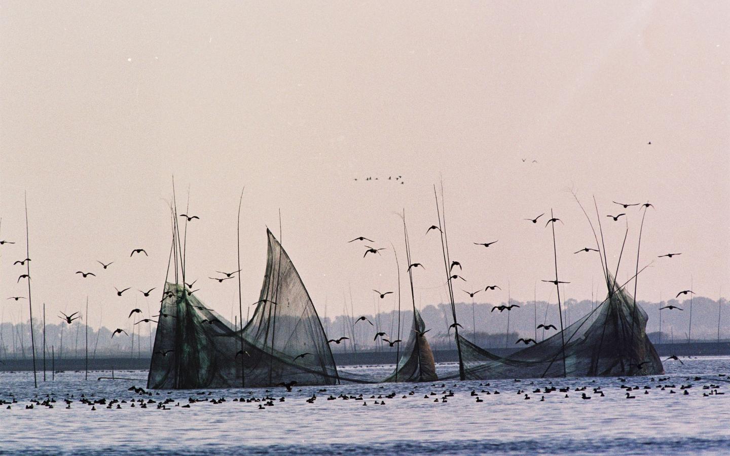 Vue sur des filets pièges, une pratique de pêche illégale, Chine