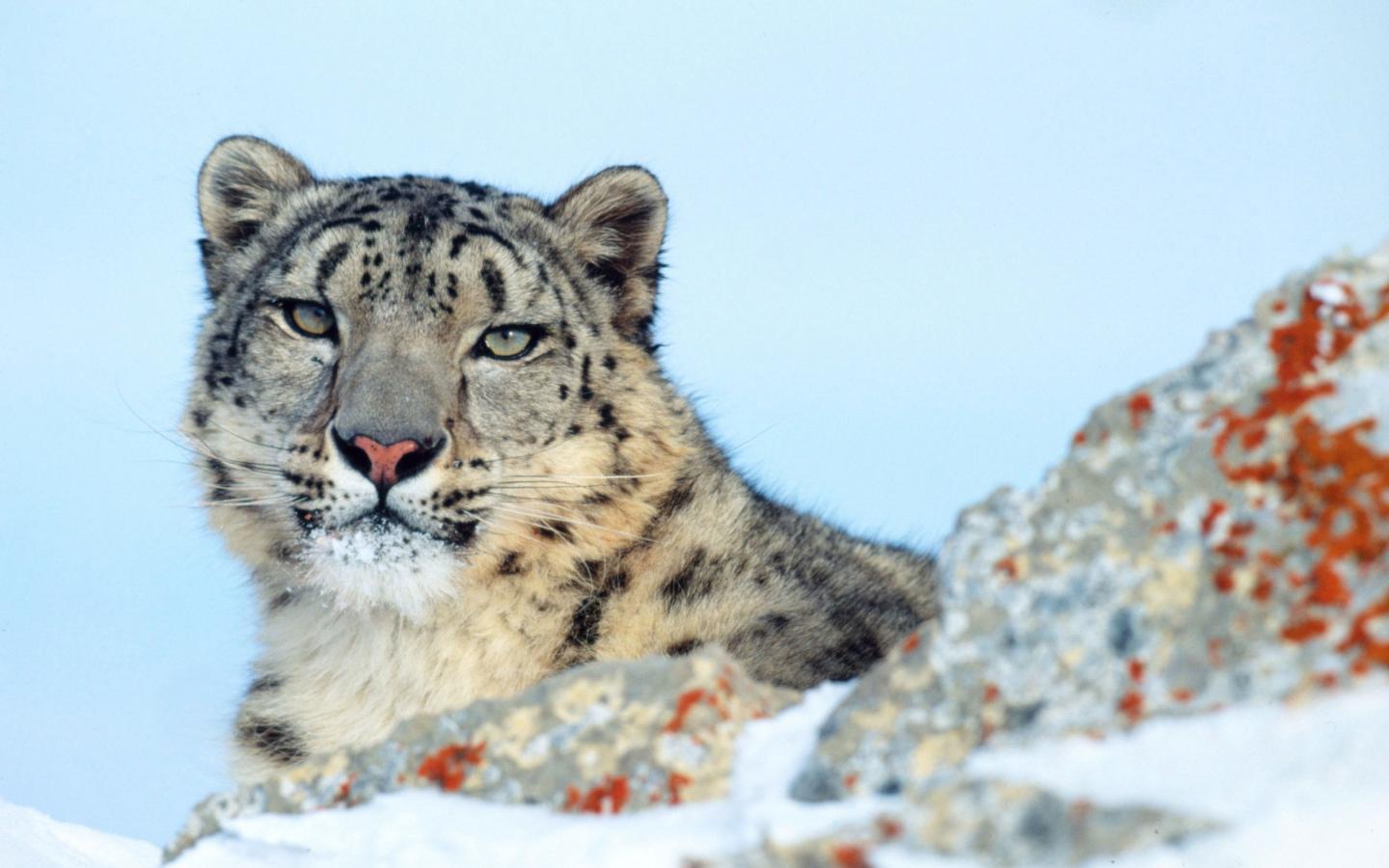 Panthère des neiges nichée dans les rocheuses enneigées du Montana, USA