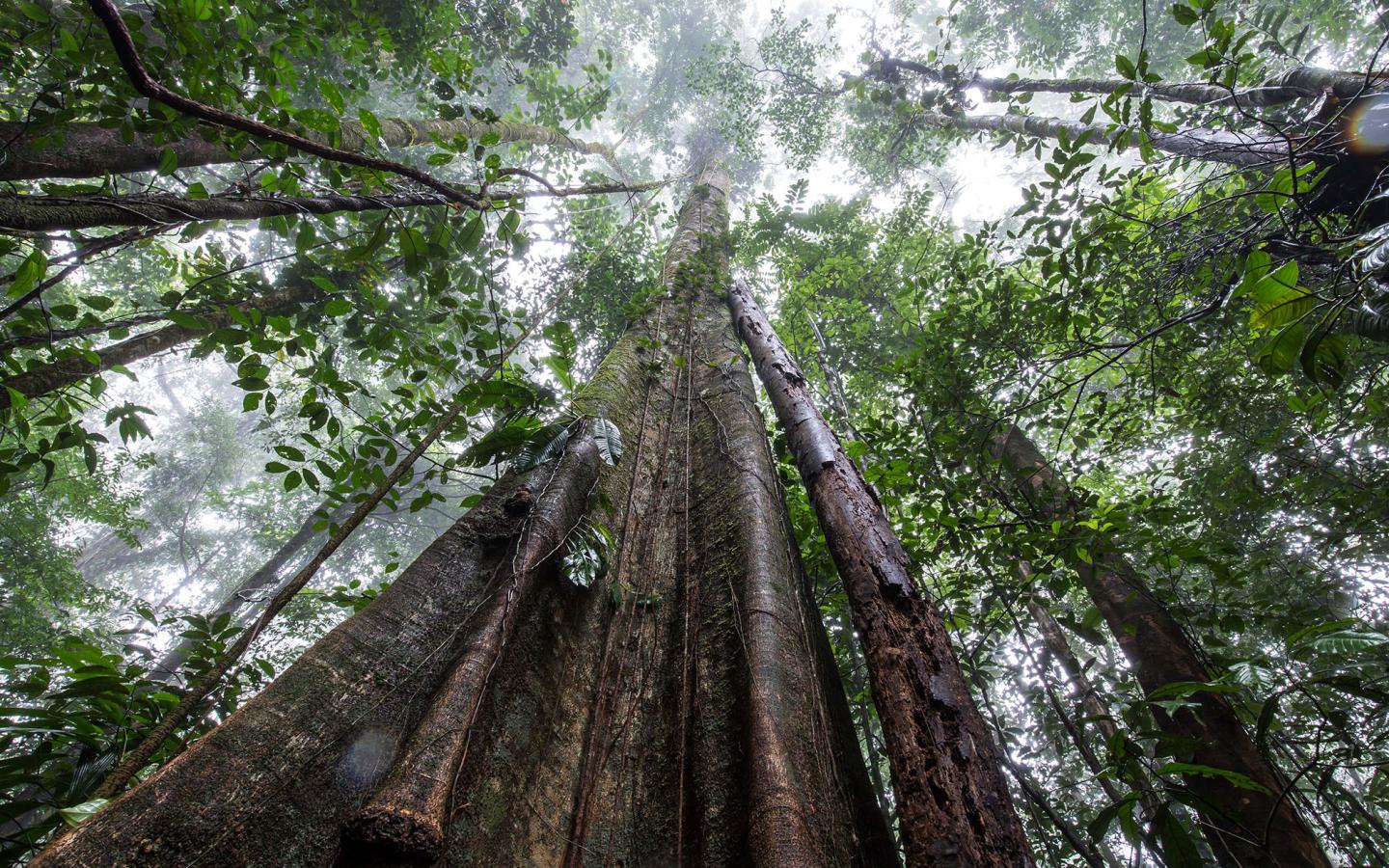 Figuier étrangleur. La biomasse des végétaux est constituée en grande partie de carbone. Tout le carbone forestier ainsi stocké n'est pas présent dans l'atmosphère sous forme de CO2, et ne participe donc pas au changement climatique.