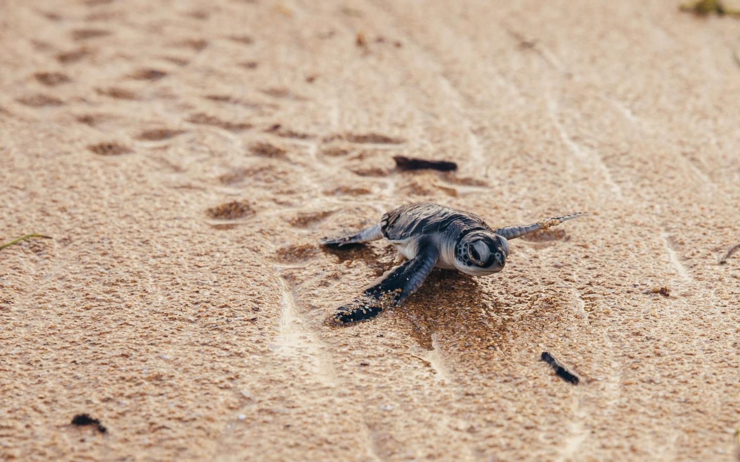 Une jeune tortue marine marche sur le sable, Kenya