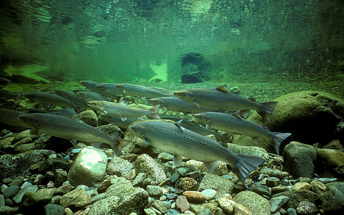 Saumon atlantique sauvage dans la rivière Alma au Canada