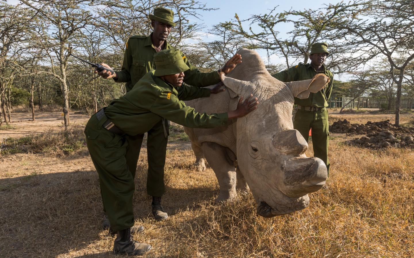 Sudan, dernier rhinocéros blanc du Nord (Ceratotherium simum cottoni), réserve naturelle d'Ol Pejeta (Kenya)