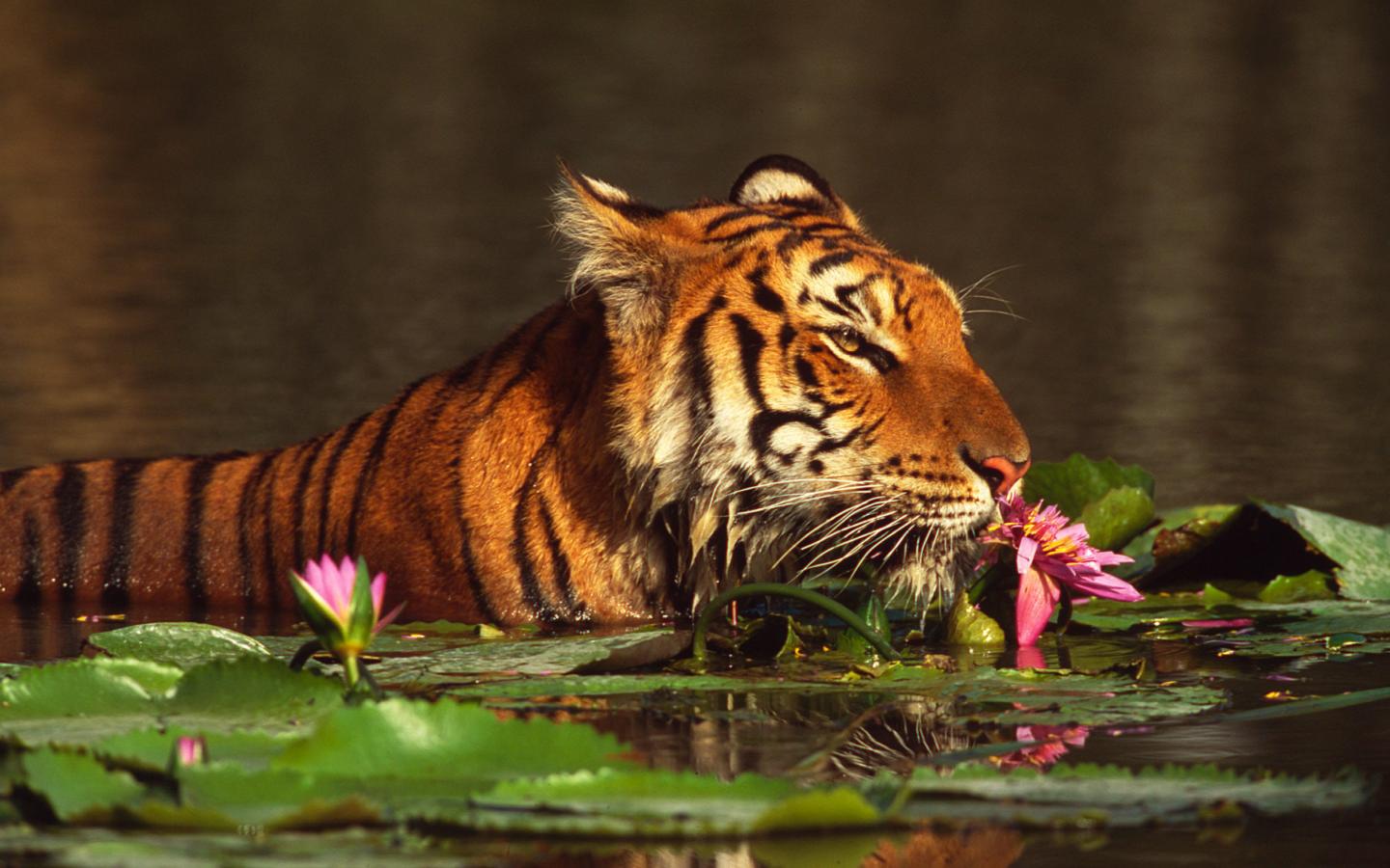 Tigre (Panthera tigris) qui nage dans une rivière en Thaïlande au milieu de nénuphars
