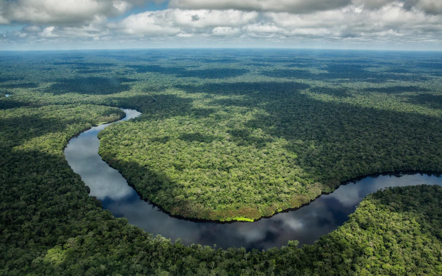 Amazon borneo congo