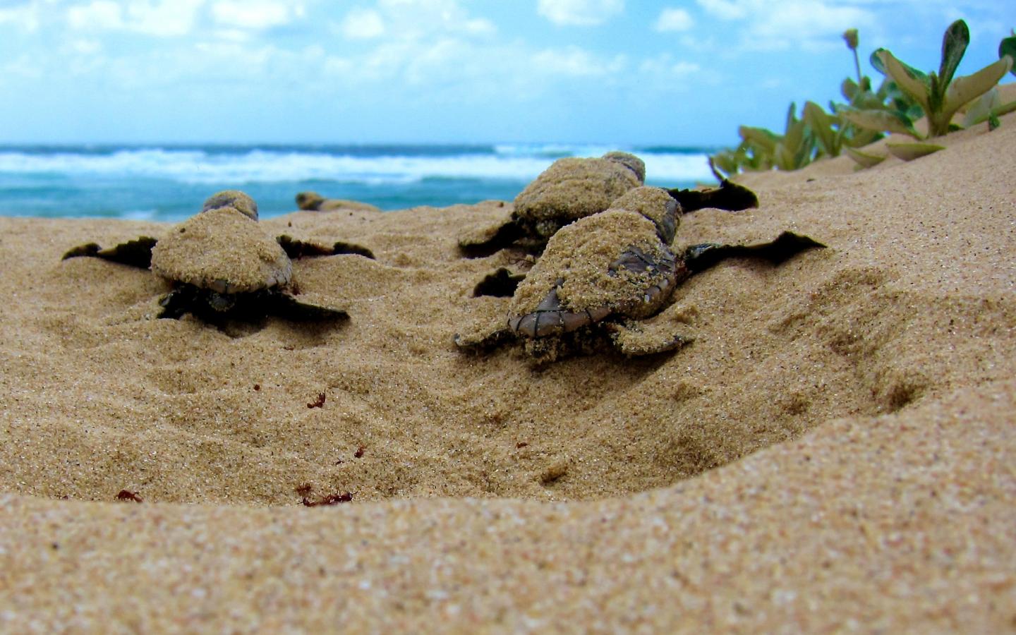Plusieurs petites tortues marine sur une plage si dirigent vers l'océan