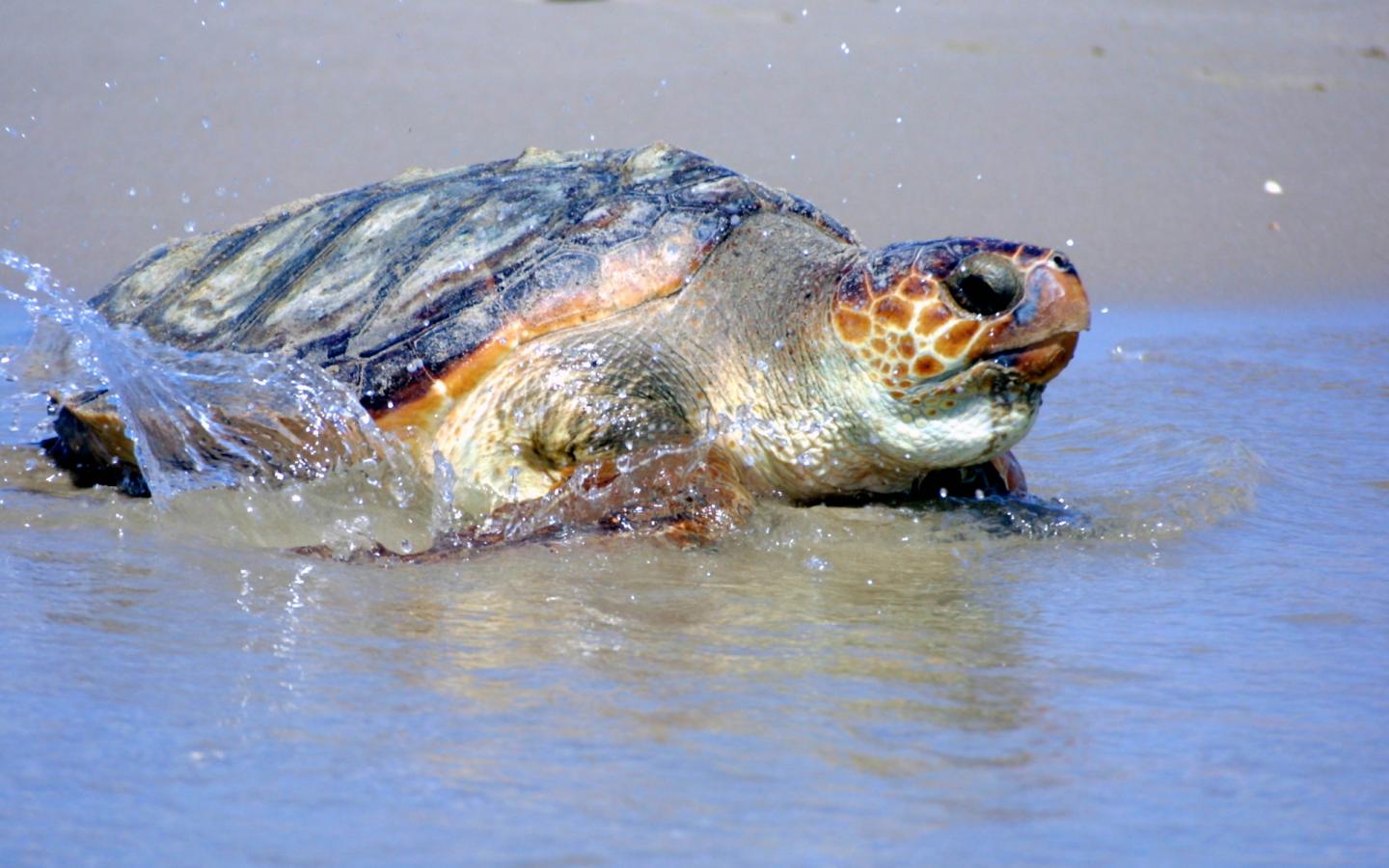 Une tortue caouanne (Caretta caretta) est relâchée en mer Méditerranée, Gandie, Espagne.