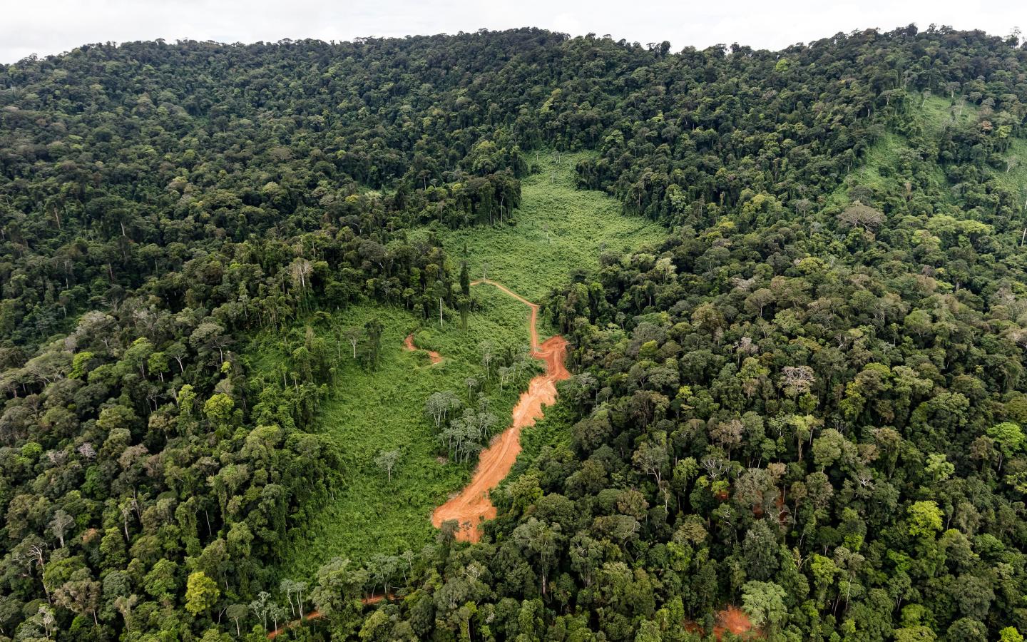 Une partie de la forêt amazonienne en Guyane française