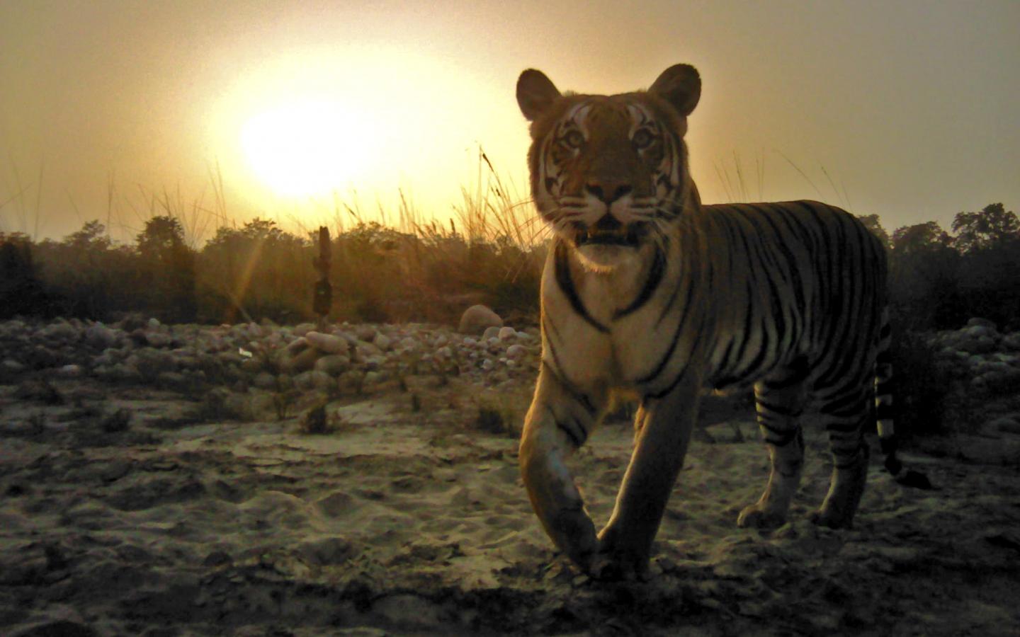 Un " panthera tigris tigris " du Népal devant le soleil