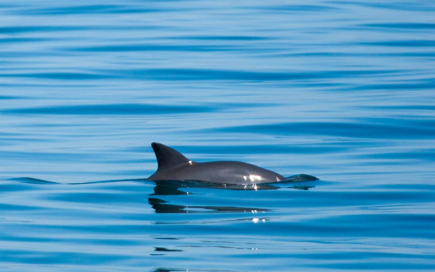 L'aileron d'un vaquita dans les eaux du Golfe de Californie, Mexique