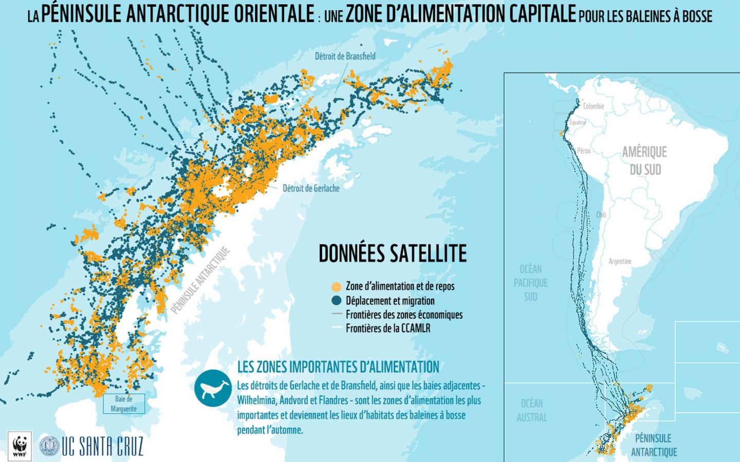 La migration des baleines à bosse (Megaptera novaeangliae) en Antarctique.