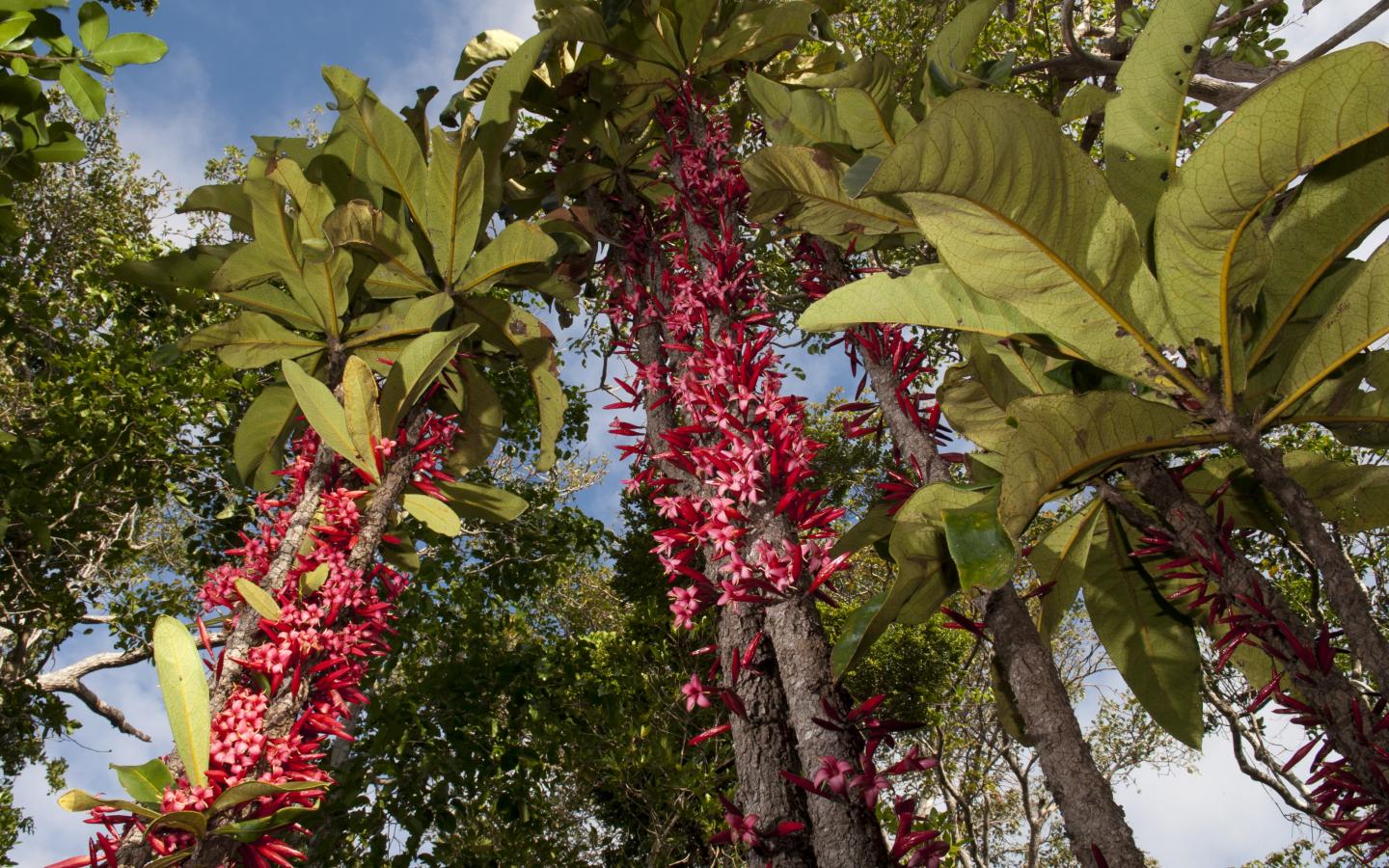 Ixora margaretae de Nouvelle-Calédonie