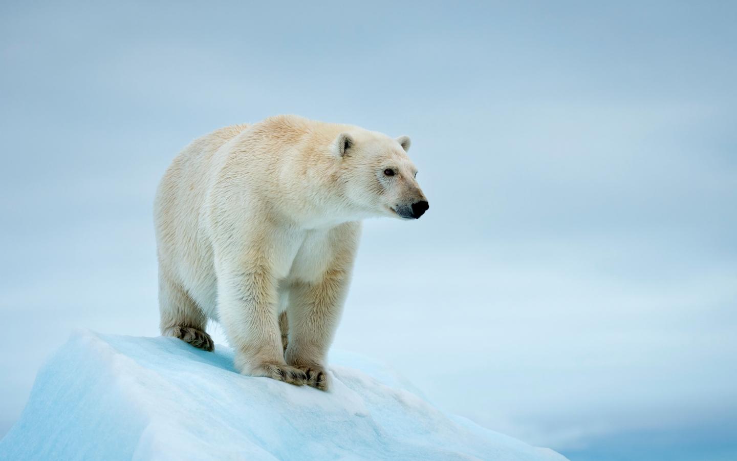 Un ours polaire (Ursus maritimus) à Svalbard, Norvège