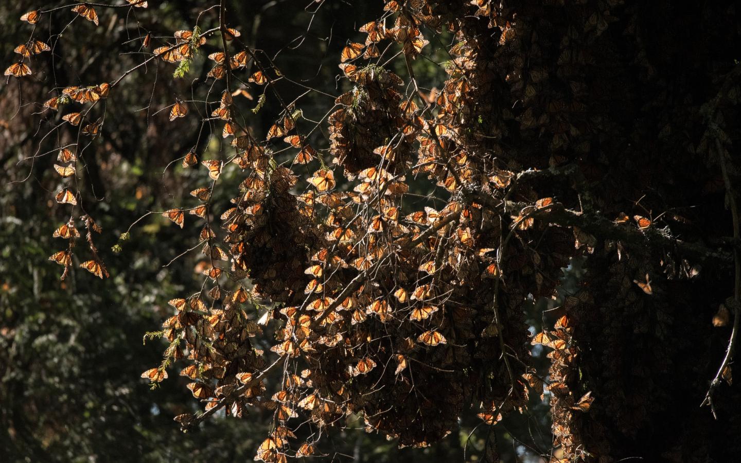 Papillons monarques (Danaus plexippus)) qui ont rejoint leur site d'hivernation dans la réserve El Rosario au Mexique.
