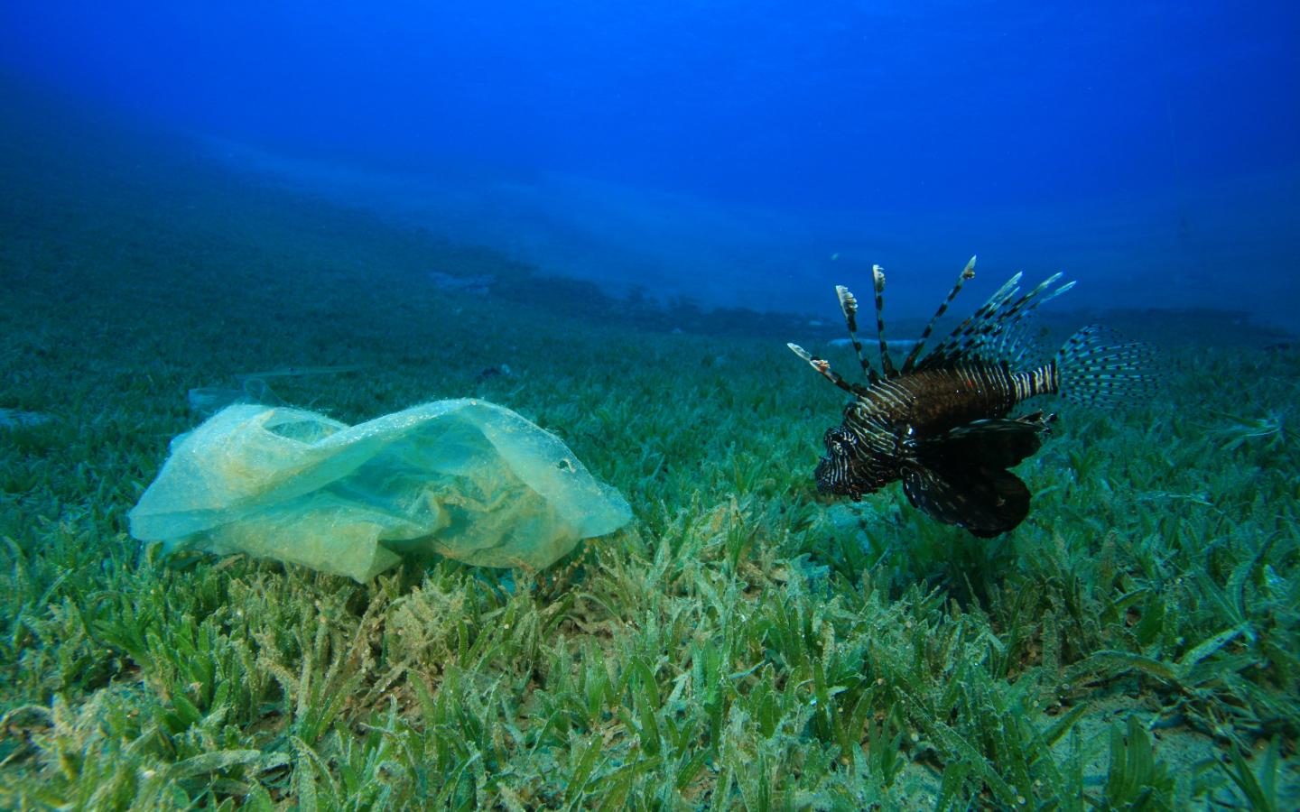 Un sachet plastique dans les fonds marins se retrouve nez à nez avec un poisson.