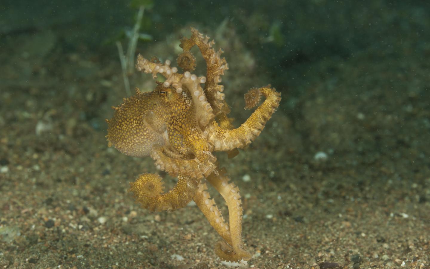 Un poulpe (Octopus mototi) des Philippines