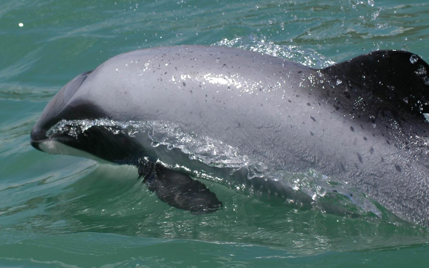 Dauphin Maui de Nouvelle-Zélande (Cephalorhynchus hectori maui). Ils sont facilement reconnaissables par leur nageoire dorsale ronde.