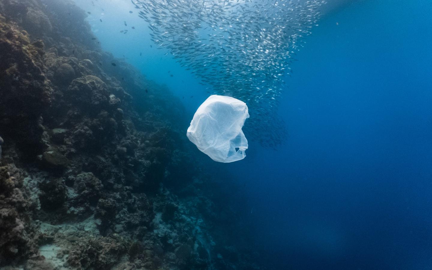 Un sac plastique et un banc de poissons près d'un récif peu profond