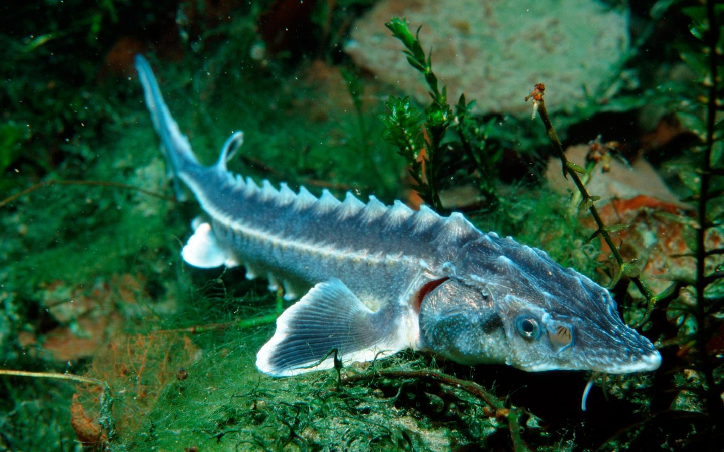 Retour de l’esturgeon dans le Danube | WWF France
