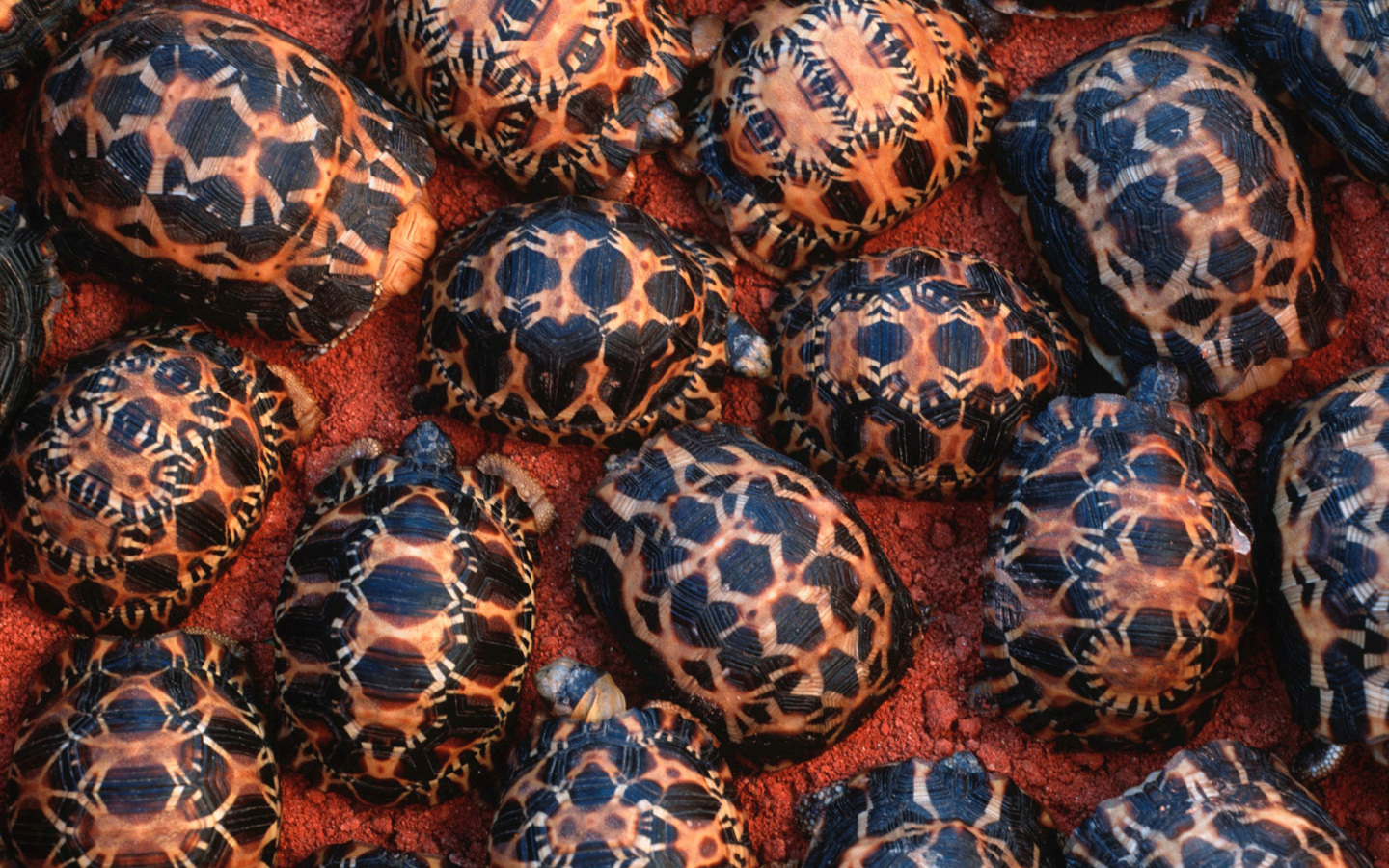 Des jeunes tortues
