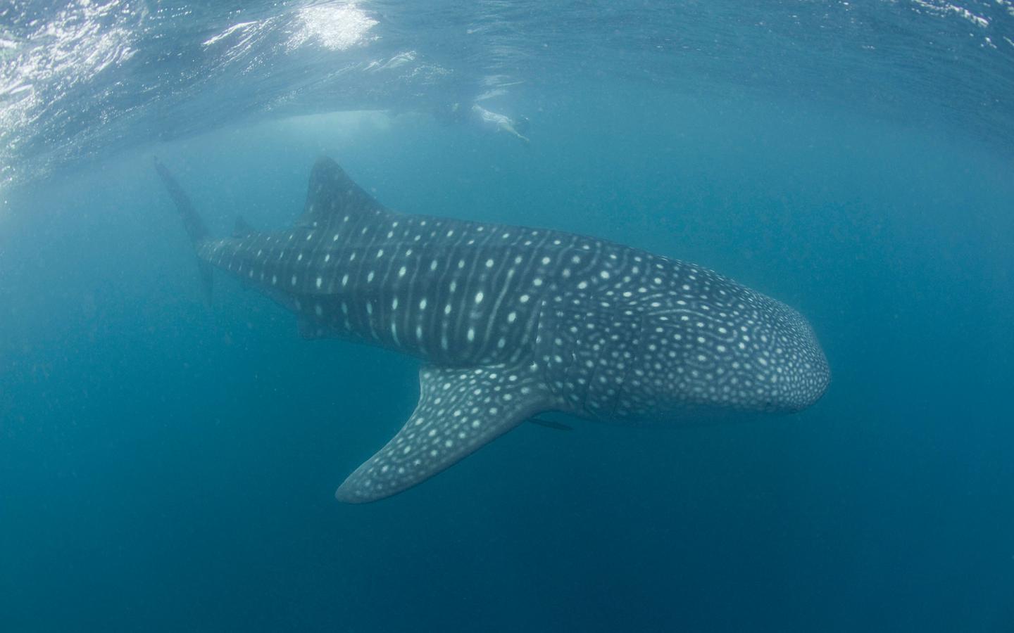 Elson Aca, coordinatrice de recherche du WWF Philippines a pris cette photo de la nageoire pectorale gauche d'un requin-baleine  (Rhincodon typus).