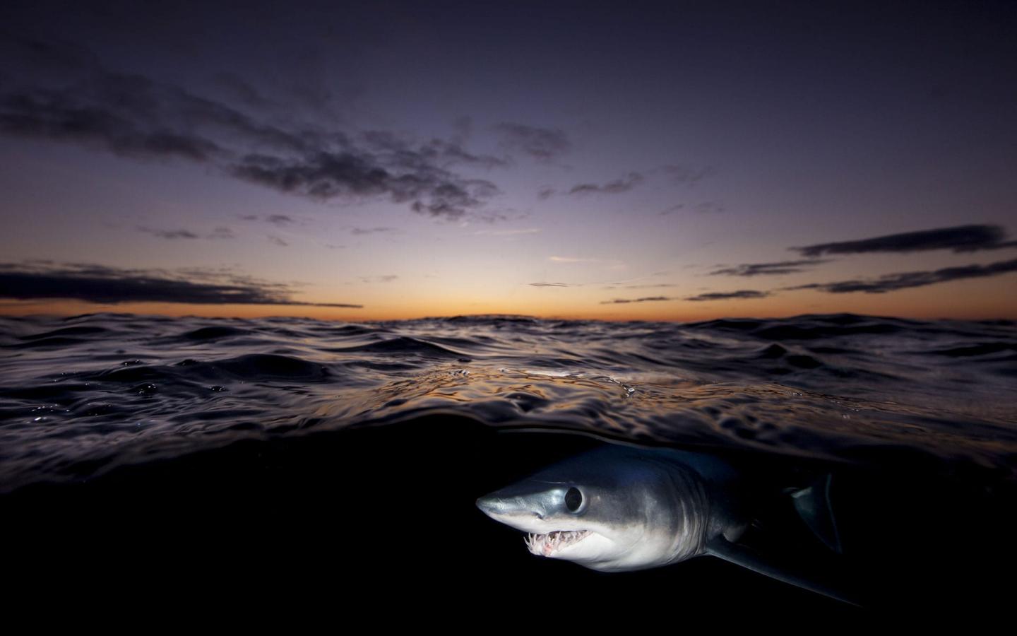 Un requin-taupe bleu (Isurus oxyrinchus) ou requin mako à la surface au lever du soleil près des côtes d'Auckland, Nouvelle-Zélande.