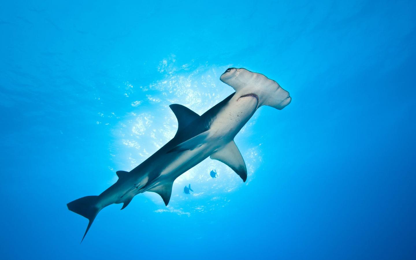 Un requin marteau (Sphyrna mokarran) dans les eaux des Bahamas.