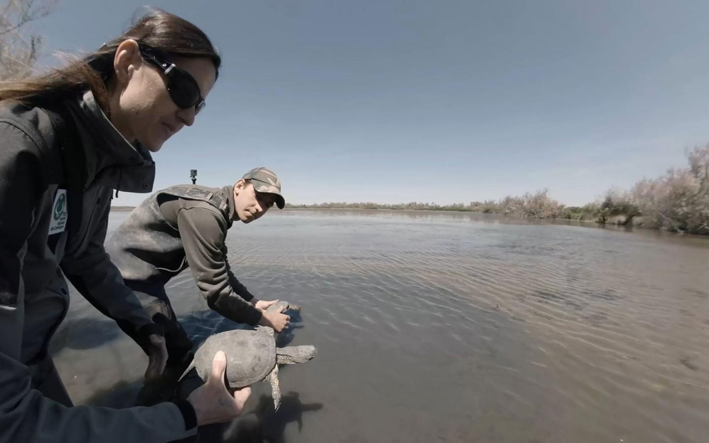 Suivi de cistudes (Emys orbicularis) en Camargue, France